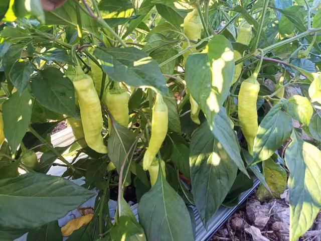 Los productores del picante de Tizimín no destinan muchas hectáreas de campo para sembrarlo