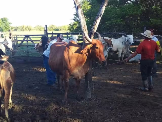 Haber vendido terneros durante la crisis afectó el tamaño del hato