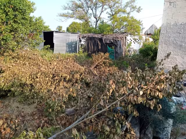 Un colectivo revela que, “dirigidos” por un supuesto guía de turistas, paracaidistas deforestaron zonas de manglar en Sisal