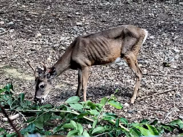 Reportan maltrato animal en el Zoológico de Chetumal: FOTOS