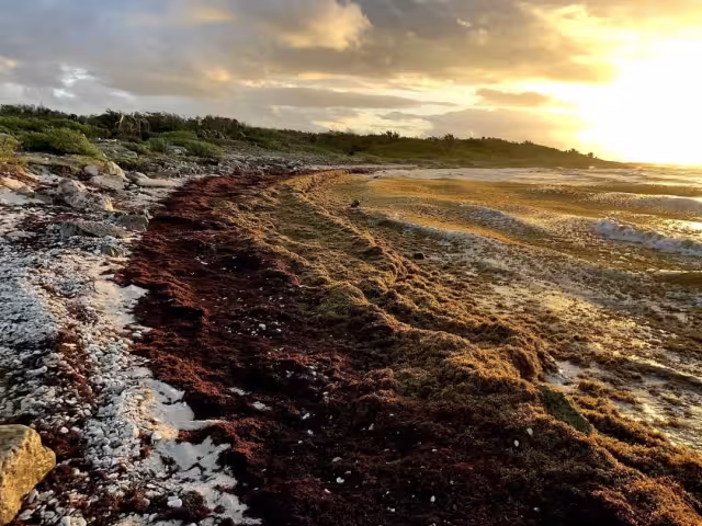 El sargazo y la basura afectan la imagen de las playas