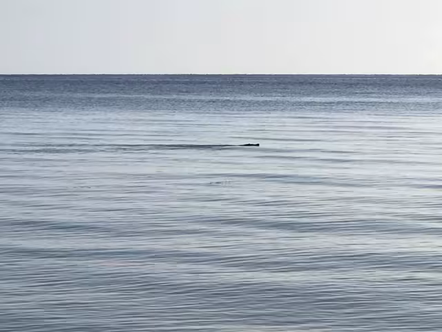 Foto: Alejandro Collí