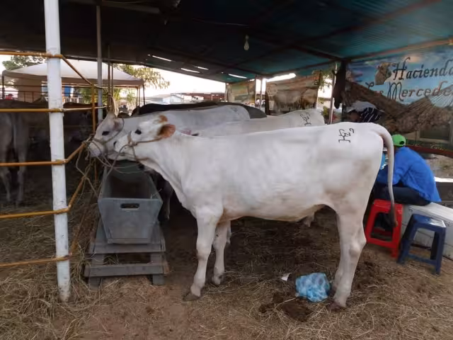 La dependencia considera al municipio un “bastión” de la producción de este alimento y su plan es abastecerse para venderlo