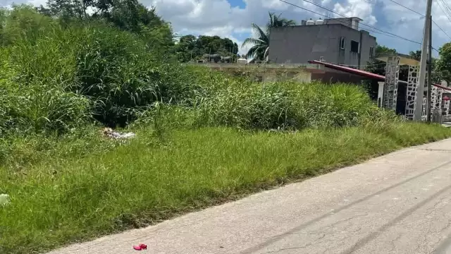 La maleza en la calle y banquetas representa un riesgo de mordeduras de animales y accidentes vehiculares