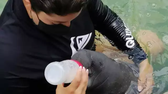 Aunque el manatí se encuentra sano y en óptimas condiciones, aseguran que aún se encuentra vulnerable