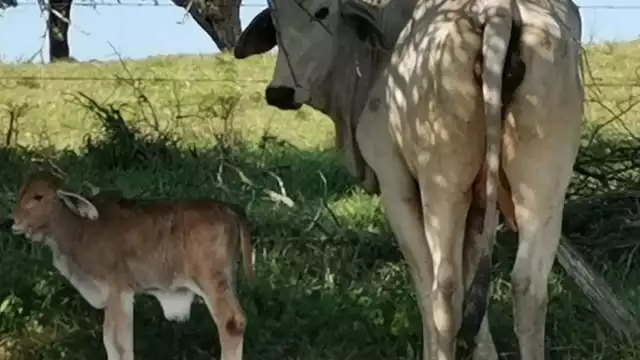 Se espera que el precio podría subir, ya que llegaría otro comprador dedicado a esa actividad
