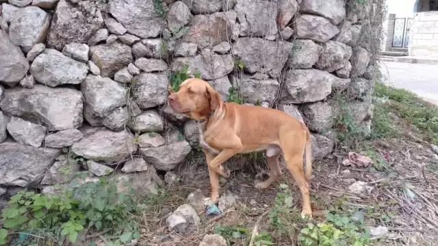 El dueño del can se encontraba en la ciudad de Mérida