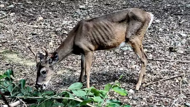 Reportan maltrato animal en el Zoológico de Chetumal: FOTOS