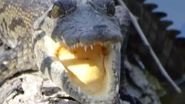 Estos cocodrilos acostumbran merodear las orillas de los ríos de Candelaria