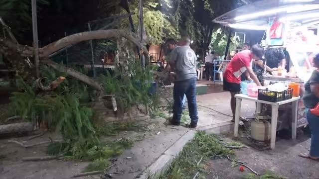 La caída de la rama del árbol tomó por sorpresa a los clientes