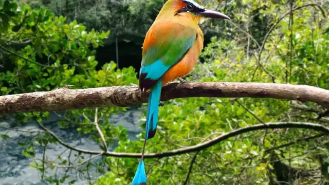 Los organizadores piden acudir al evento con binoculares y disfrutar de la belleza de los animales de Yucatán