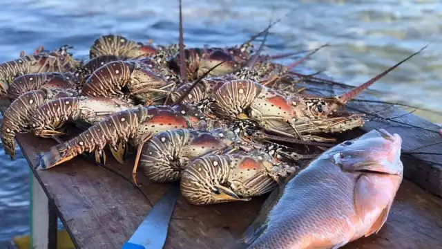 La veda comienza el 1 de marzo y finaliza el 30 de junio en Yucatán