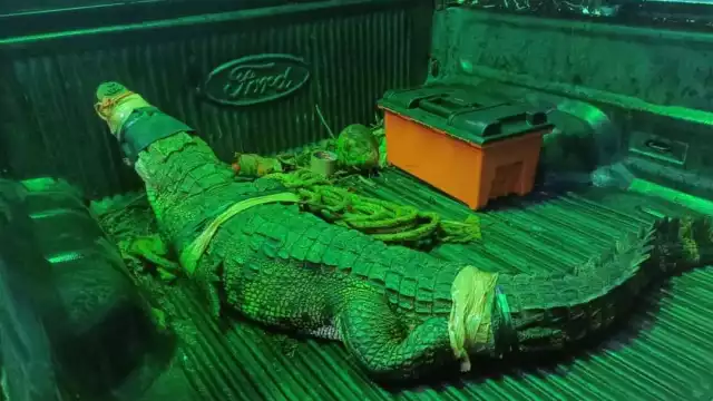 Elementos de Protección Civil capturaron al enorme cocodrilo para ponerlo en libertad lejos de zonas habitadas