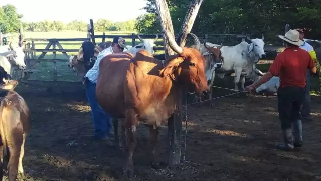 Haber vendido terneros durante la crisis afectó el tamaño del hato