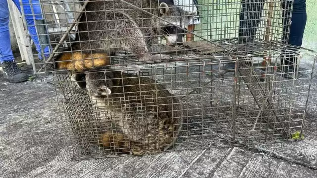 Fueron rescatados por personal especializado y llevados un área de la Zona Norte