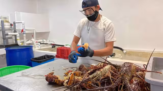 Señalan que en la actualidad cuentan con 32 toneladas del crustáceo, cuando en otros años, en estas fechas, tenían cerca de 44 toneladas.