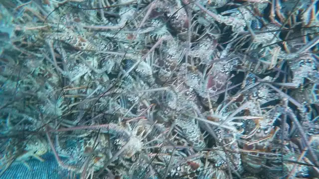 Fueron más de 100 pescadores que dieron inicio a la temporada de captura de langosta en cosas de Xcalak