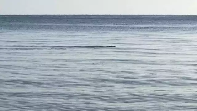 Foto: Alejandro Collí