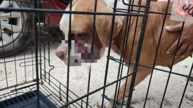 Piden a los propietarios limpiar sus predios abandonados