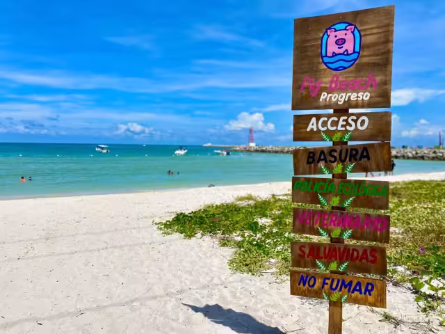 Los especímenes en cuestión ahora se encuentran en la UMA de Timucuy en donde serán bien cuidados