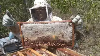 Apicultores exigirán al Congreso de Yucatán la regulación de agroquímicos