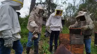 Abejas, en peligro de desaparecer por el uso de pesticidas al Oriente de Yucatán