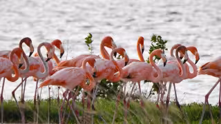 ¿Dónde ver flamencos en Campeche? Los mejores lugares y cómo avistarlos sin molestarlos