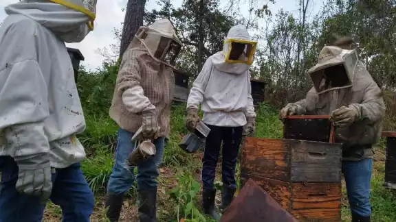 La importancia de la especie en el ecosistema reside en su capacidad para ayudar en la polinización La importancia de la especie en el ecosistema reside en su capacidad para ayudar en la polinización