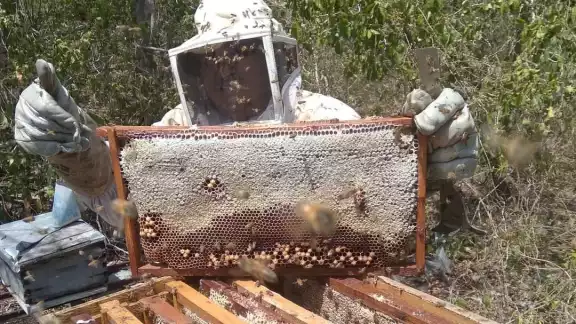 La fumigación de plantíos agrícolas provoca el fallecimiento de abejas en Yucatán La fumigación de plantíos agrícolas provoca el fallecimiento de abejas en Yucatán