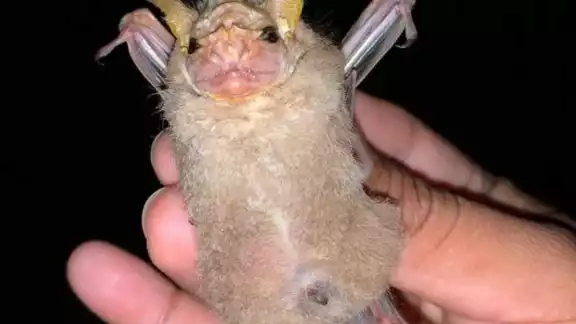 Capturan rara especie de murciélago en Cozumel