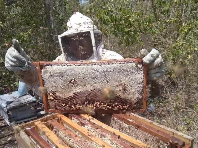 La fumigación de plantíos agrícolas provoca el fallecimiento de abejas en Yucatán