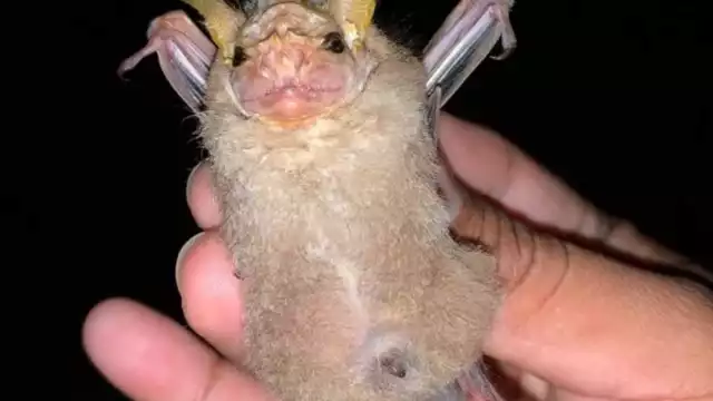 Capturan rara especie de murciélago en Cozumel