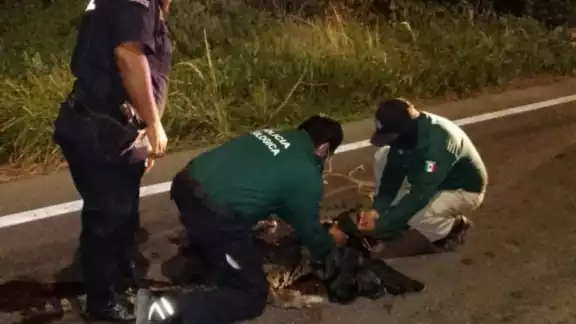 Policías dieron aviso a las autoridades ecológicas sobre la presencia de un cocodrilo en la carretera Progreso-Mérida Policías dieron aviso a las autoridades ecológicas sobre la presencia de un cocodrilo en la carretera Progreso-Mérida