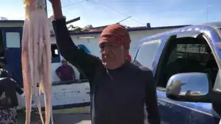 El molusco alcanzó un precio récord de 175 pesos el kilo