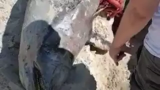 Los resultados de las causa de muerte de los ejemplares se sabrá en 21 días