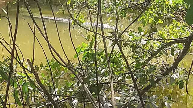 Los niveles de la ría y la draga han rebosado. Foto: Alfredo Canto May.