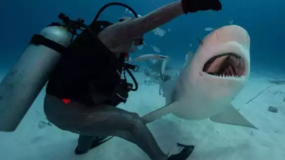 Integrantes de la Cooperativa “Patria y Progreso” de Isla Mujeres se convierten en guardianes de tiburones Integrantes de la Cooperativa “Patria y Progreso” de Isla Mujeres se convierten en guardianes de tiburones