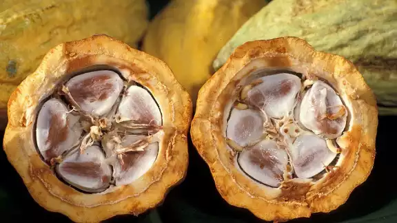 Interior de la vaina del cacao