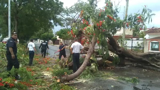 Árbol de flamboyán obstruye la vialidad al caer tras una fuerte turbonada
