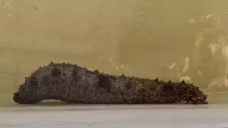 Durante el proyecto, los investigadores aprendieron las estrateias de reproducción del pepino de mar alistándolos para su liberación