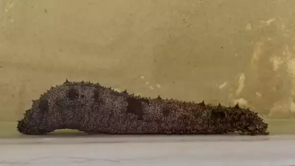 Durante el proyecto, los investigadores aprendieron las estrateias de reproducción del pepino de mar alistándolos para su liberación Durante el proyecto, los investigadores aprendieron las estrateias de reproducción del pepino de mar alistándolos para su liberación
