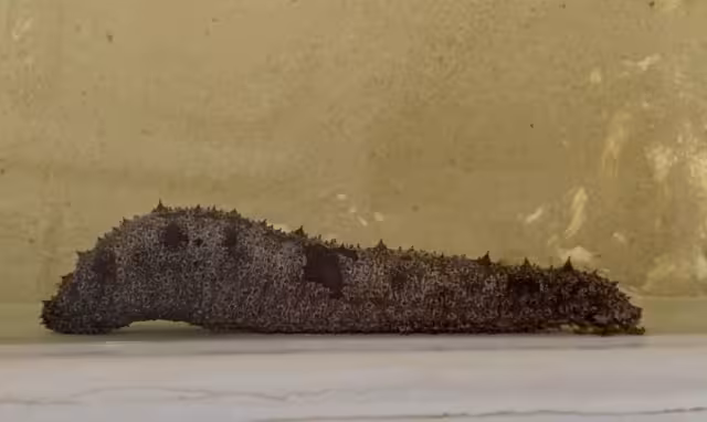 Durante el proyecto, los investigadores aprendieron las estrateias de reproducción del pepino de mar alistándolos para su liberación