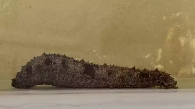 Durante el proyecto, los investigadores aprendieron las estrateias de reproducción del pepino de mar alistándolos para su liberación