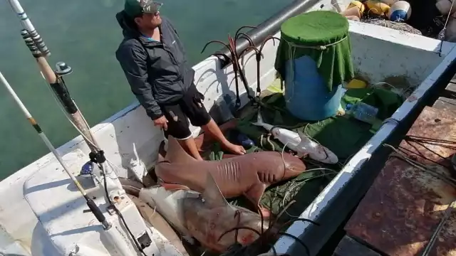 La pesca de tiburón en Isla Mujeres suma 120 toneladas en lo que va del 2021