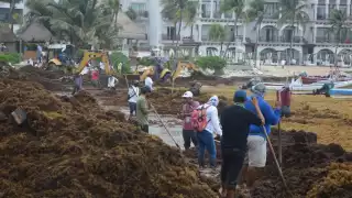 Cerca de 120 trabajadores de la Zona Federal Martítima se esfuerzan todos los días para recoger toda la macroalga que recala