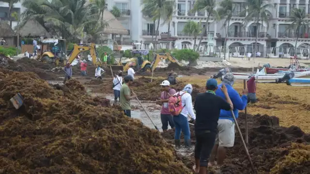 Cerca de 120 trabajadores de la Zona Federal Martítima se esfuerzan todos los días para recoger toda la macroalga que recala