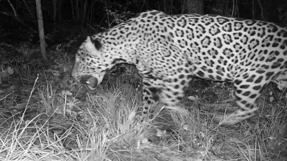 Ejemplares de la especie fueron identificados con una cámara trampa Ejemplares de la especie fueron identificados con una cámara trampa