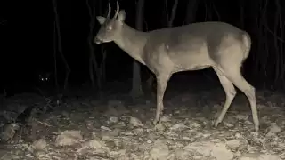 “No es bueno ir de cacería en Cuaresma, suceden tragedias”: Yucatecos narran historias de la Semana Santa
