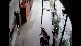 Cámaras de seguridad captan a sujeto robando en  un negocio en Tulum: VIDEO