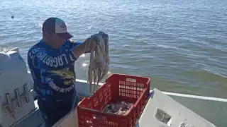 Pescadores de Yucatán inician temporada de pulpo con 30 kilos cada uno 
